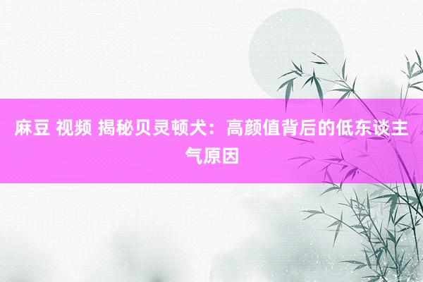 麻豆 视频 揭秘贝灵顿犬：高颜值背后的低东谈主气原因