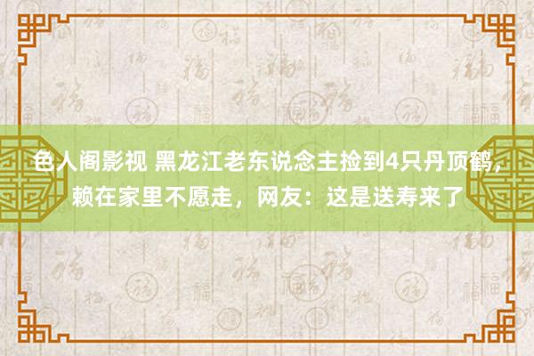 色人阁影视 黑龙江老东说念主捡到4只丹顶鹤，赖在家里不愿走，网友：这是送寿来了